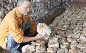 Trồng 4 loại nấm làm dược liệu, thực phẩm chức năng