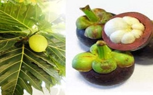 Việt Nam tách thành công hoạt tính hạ glucose từ lá xakê, vỏ măng cụt