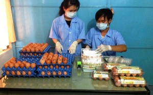 Trứng gà Omega-3 đắt khách