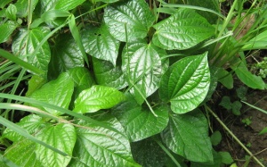 Lá lốt chữa nhiều bệnh