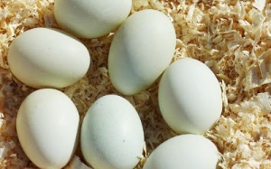 Thu về, 'phòng táo giữ âm'