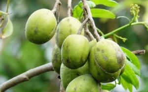 Trái cóc giàu dưỡng chất