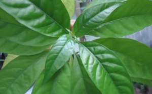 Thực hư cây nhật nguyệt chữa bệnh đường tiêu hóa?