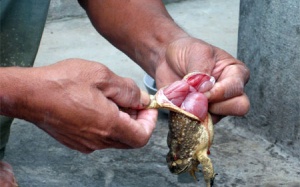 Phòng tránh ngộ độc cóc