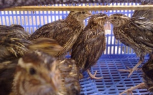 Nguy cơ lây lan cúm gia cầm từ chim cút