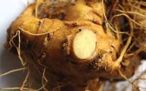 Mua sâm Ngọc Linh 'đại hạ giá': Coi chừng hàng rởm!