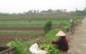 Rau sạch: 'vàng thau lẫn lộn'!