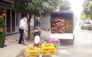 Gà thải Trung Quốc lại len lỏi về Hà Nội