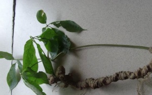 Sâm Ngọc Linh và những 'ngón nghề' siêu lừa đảo tại TP.HCM