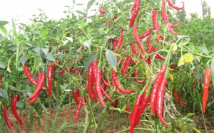 Ăn nhiều ớt không có lợi cho sức khỏe