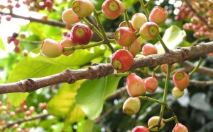 Thanh nhiệt, giải độc cùng vối quê