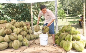 Ép chín sầu riêng bằng thuốc “lạ”