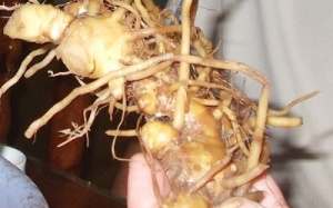 Gừng gió có phải 'thần dược'?