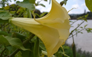 4 người nguy kịch sau khi ăn hoa loa kèn