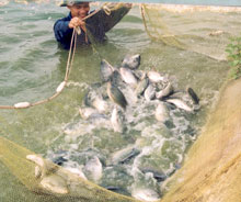 Phát hiện cá nhiễm kháng sinh Enrofloxacin vượt mức