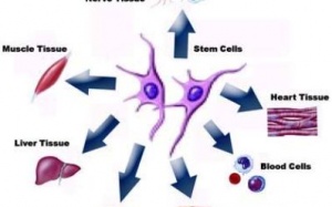 Tế bào gốc: Không phải 'thuốc' chữa bách bệnh