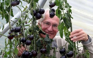 Cà chua đen có khả năng chống ung thư