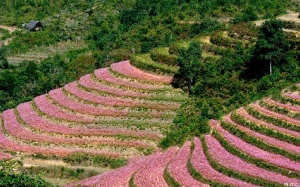 Hồng rực tam giác mạch trên miền 'cao nguyên đá'