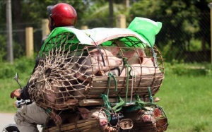 Sản phẩm động vật chứa chất cấm: Phạt đến 15 triệu đồng