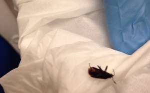 Bị bọ xít trong tai 2 tuần liền không biết