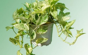 Sự thật tin đồn cây xanh trong nhà có độc chết người