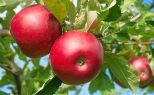 Mẹo giảm chứng buồn nôn vặt