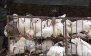 Bắt gần 800 con chim bồ câu nhập lậu