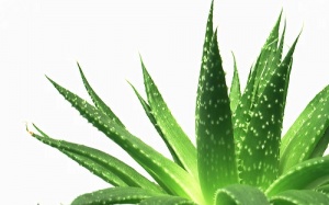 Lô hội - cây thuốc 'đa năng' của người Ấn