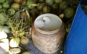 TP.HCM: Phát hiện tẩy trắng dừa nước bằng hóa chất công nghiệp