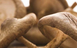 Nấm hương, 'gia vị' cho người yếu sinh lý