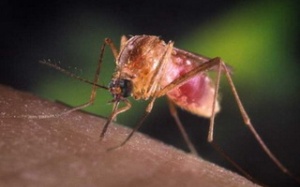 WHO: Sốt rét kháng thuốc đe dọa toàn cầu