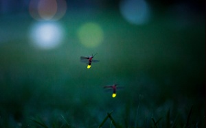 Lấp lánh đêm Na Hang