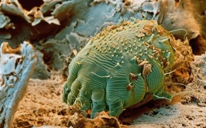 Những 'quái vật' kí sinh trùng dễ xâm nhập vào cơ thể