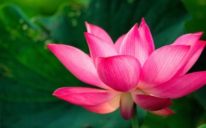 Hạnh hỷ xả trong cuộc sống hiện đại
