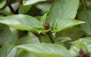 Húng quế - rau gia vị và tác dụng với sức khỏe