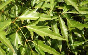 Cây đinh lăng- 'thông huyết bổ khí chi thực'