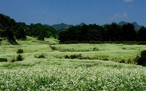 Tháng 11 gọi bước chân...