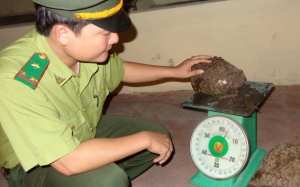 Bắt 50 kg tê tê dưới gầm ghế tàu lửa