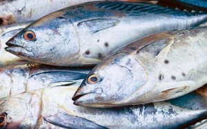 Nguy cơ nhiễm độc thủy ngân từ cá biển nước sâu