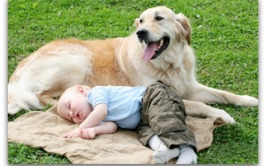 Những chuyện đau lòng từ thú cưng