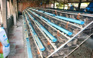 Tiền Giang công bố dịch cúm A/H5N1 trên gia cầm