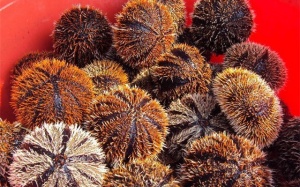 Lạ miệng nhím biển