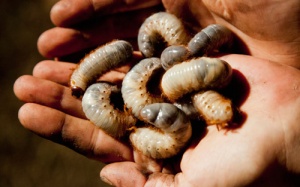 Côn trùng lần lượt lên mâm, vào đĩa...