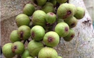 Chữa bệnh bằng quả sung