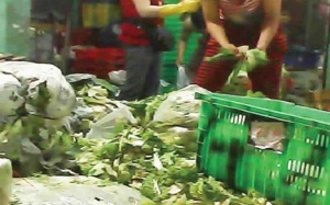 'Tận dụng' rau hỏng để 'chế' thành thực phẩm