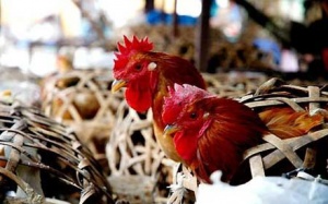 Nguy cơ H7N9 tại Việt Nam