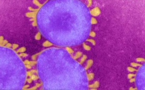 Tây Ban Nha: Phát hiện ca nhiễm virus giống SARS