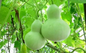 Ăn bầu để giải độc, lợi tiểu