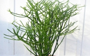 Về bài thuốc trị xoang bằng cây giao: Cẩn thận khi dùng 'thuốc độc' chữa bệnh