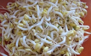 Giá đỗ, rau mầm, susu 'tắm' trong chất 'kích phọt'